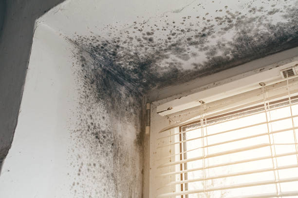 Affordable Mold Remediation solutions in West Decatur, PA